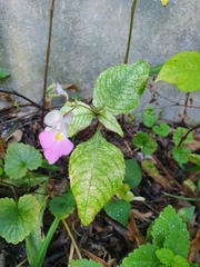 Impatiens balfourii