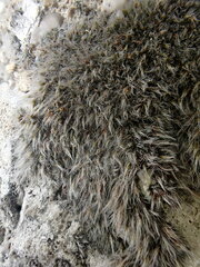 Grimmia crinita