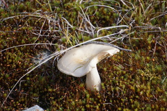 Amanita virosa