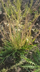 Plantago salsa