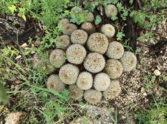 Coryphantha recurvata recurvata