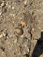 Pisolithus arenarius