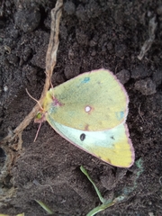 Colias hyale
