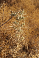 Eryngium glomeratum