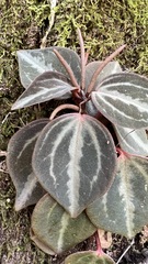 Peperomia trinervis