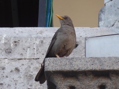 Turdus chiguanco