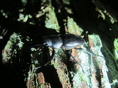 Dorcus rubrofemoratus yamadai