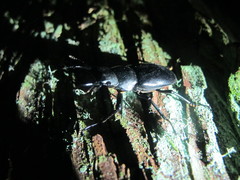 Dorcus rubrofemoratus yamadai