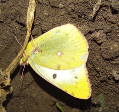 Colias hyale