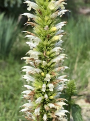Agastache pallidiflora