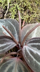 Peperomia trinervis