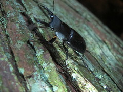 Dorcus rubrofemoratus yamadai