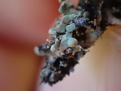 Hypotrachyna sinuosa