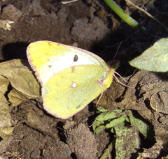 Colias hyale