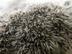 Grimmia crinita