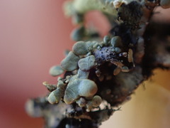 Hypotrachyna sinuosa