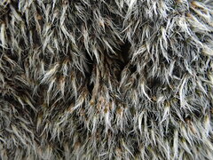 Grimmia crinita