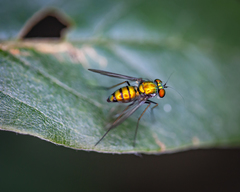 Condylostylus comatus