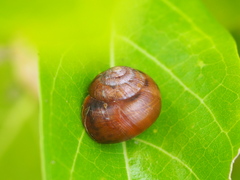 Acusta toyenmongaiensis