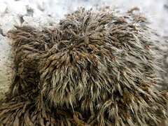 Grimmia crinita