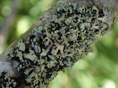 Hypotrachyna sinuosa