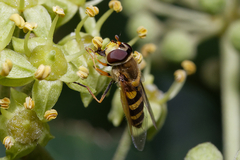 Syrphus vitripennis