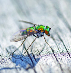 Condylostylus comatus