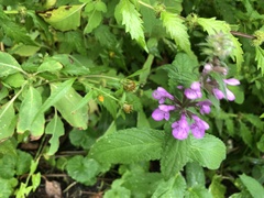 Stachys palustris