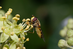 Syrphus vitripennis