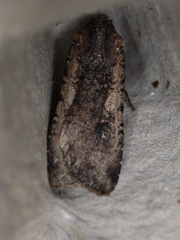 Peridroma saucia