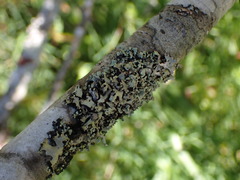 Hypotrachyna sinuosa