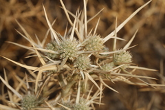 Eryngium glomeratum
