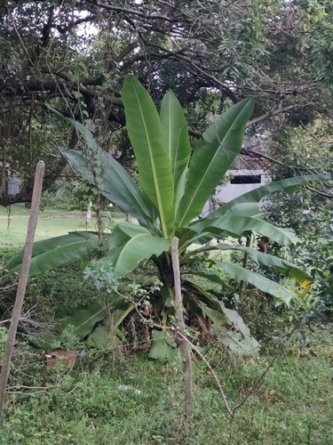 Ensete ventricosum image