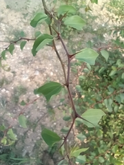 Paliurus spina-christi