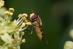 Syrphus vitripennis