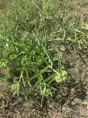 Asclepias asperula