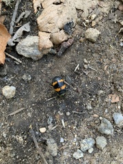 Nicrophorus