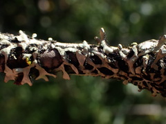 Hypotrachyna sinuosa