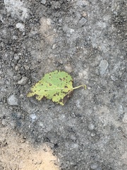 Populus grandidentata