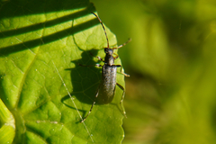 Grammoptera ruficornis