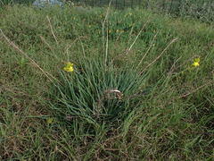 Bulbine