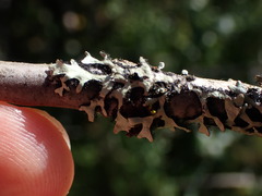 Hypotrachyna sinuosa