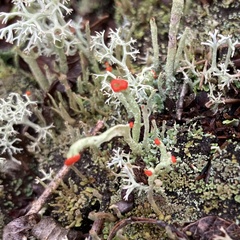 Cladonia cristatella