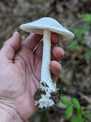 Phalloideae