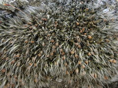 Grimmia crinita