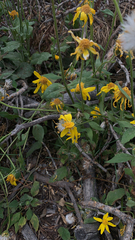 Arnica cordifolia