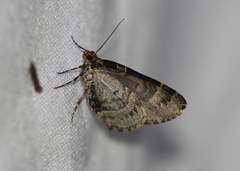 Ecliptopera silaceata