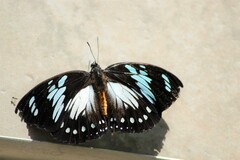Charaxes wakefieldi