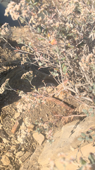 Eriogonum microtheca