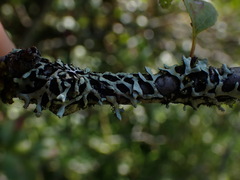 Hypotrachyna sinuosa